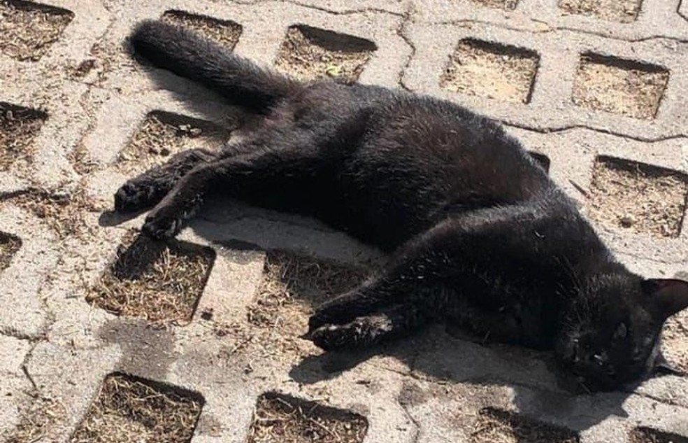 Infelizmente tem chegado informações a nossa produção de que gatos vem sendo envenenados na região, relatos de casos que vem acontecendo em São Pedro do Ivaí, São João do Ivaí, Borrazópolis e entre outras cidades nos entristece por tamanha crueldade. Matar animais é crime sob pena de prisão, caso você presenceia um crime desses denuncie informando a polícia ou informe a nossa produção que nós faremos a denuncia a polícia. Também quem faz maldades contra animais não agrada a Deus e ninguém vai embora dessa terra sem pagar a conta pois Deus é amor mais também é justiça!